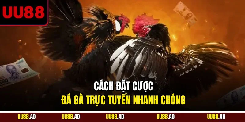 Cách đặt cược đá gà trực tuyến nhanh chóng 