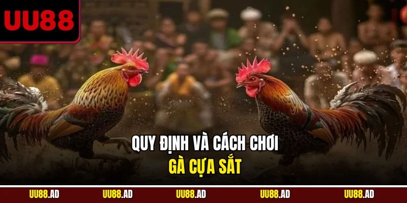 Quy định và cách chơi gà cựa sắt 